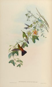 Erythronota niveiventris = Amazilia edward niveiventris de John Gould